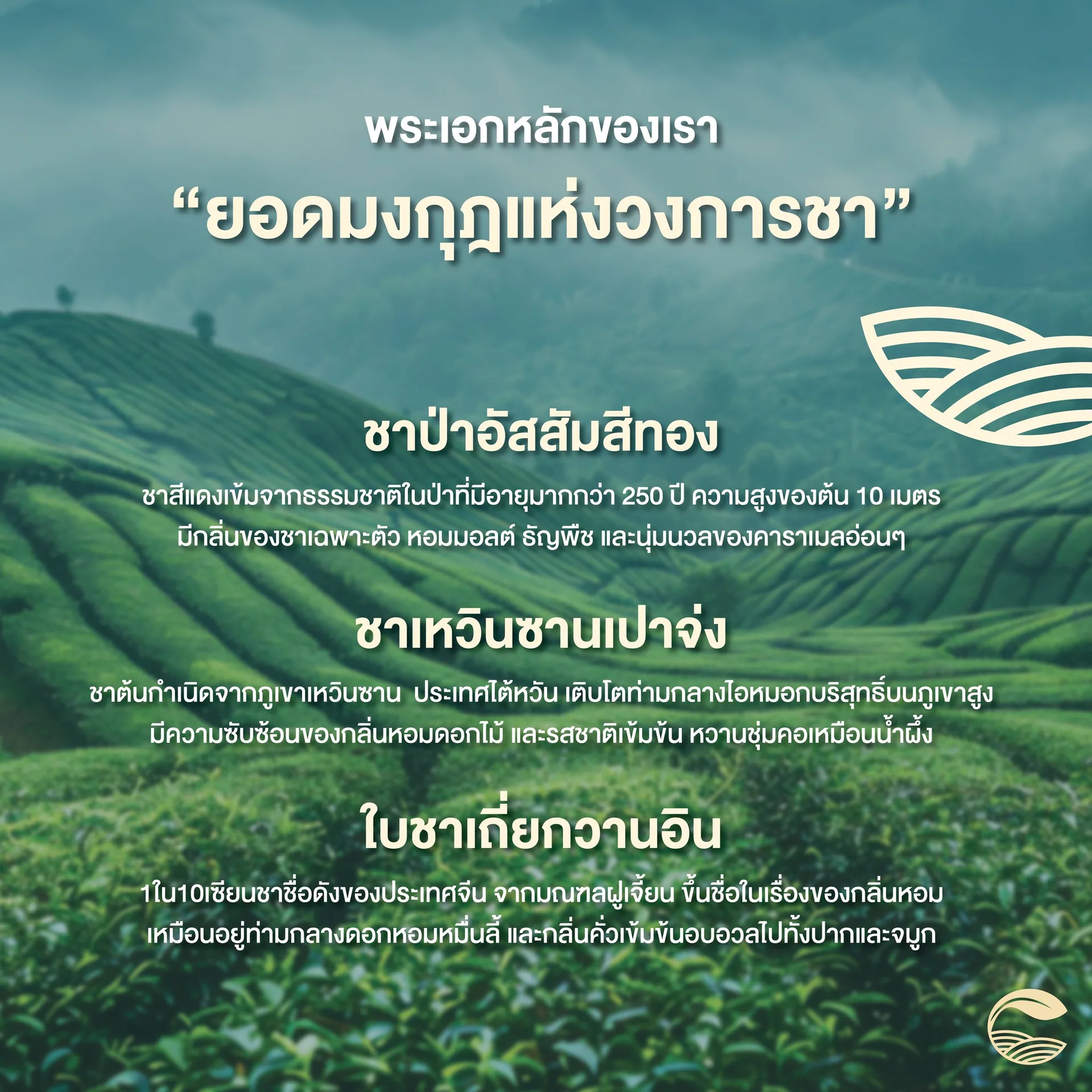 จาก “ใบชาสามม้า” สู่ "ฉลอง" (Chalong)