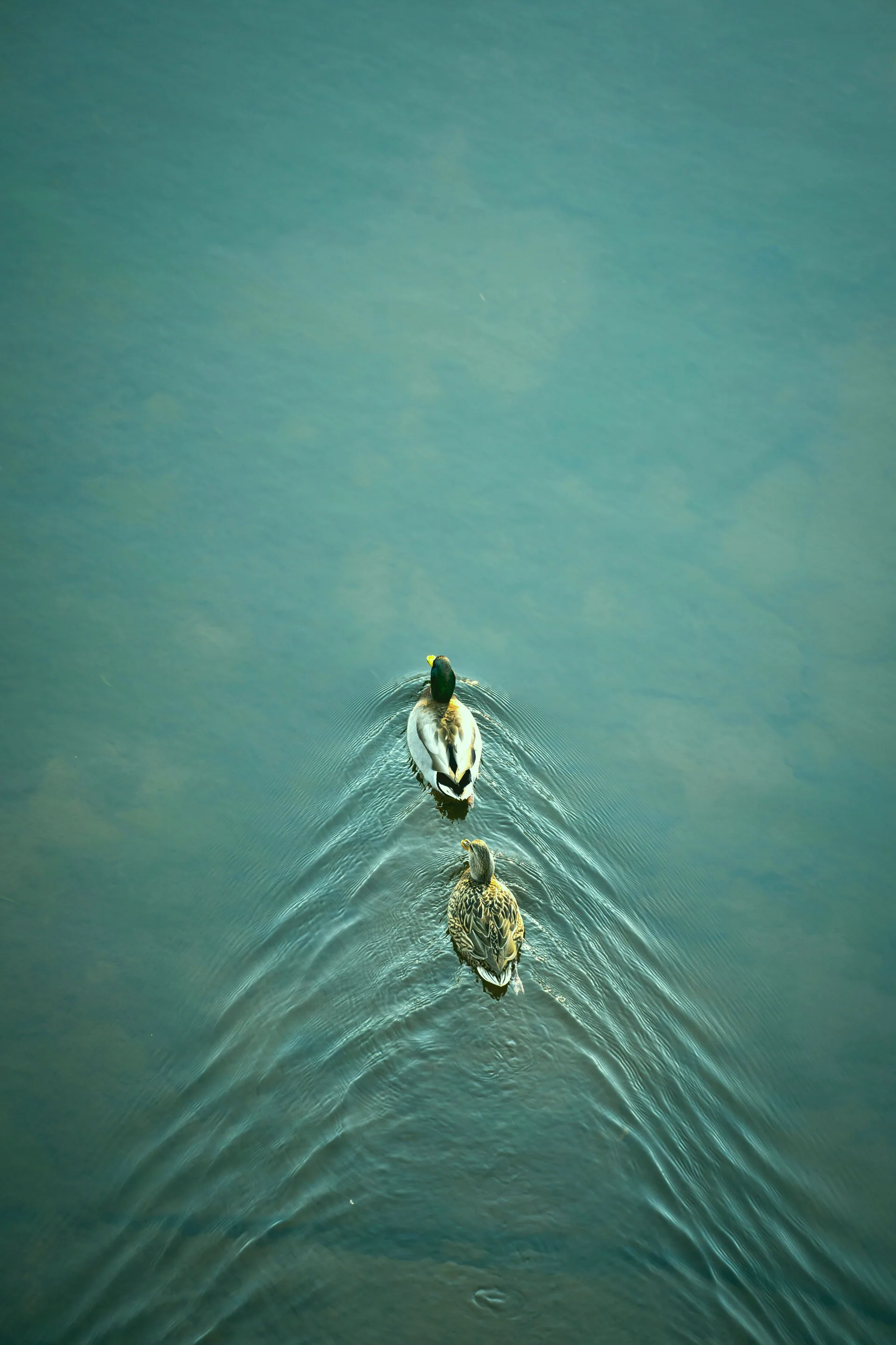 Consultancy
